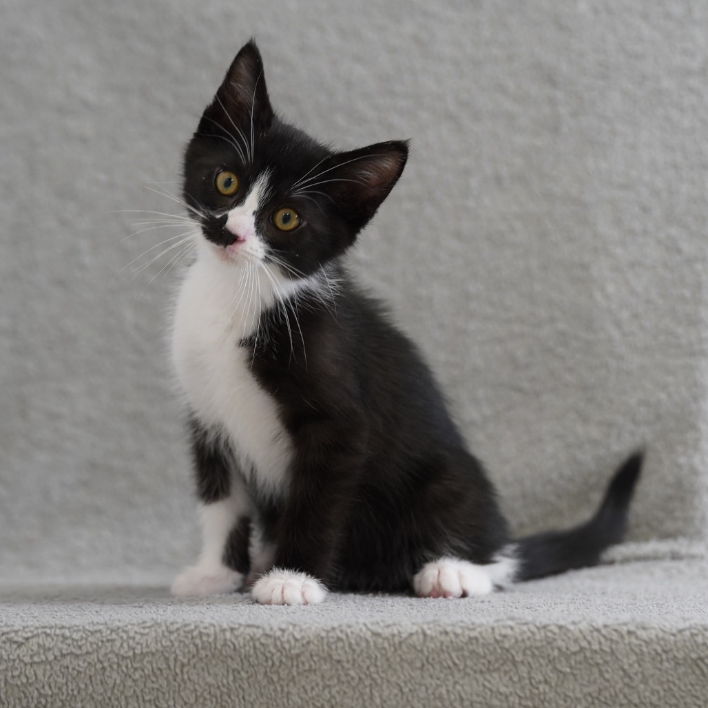 Oreo