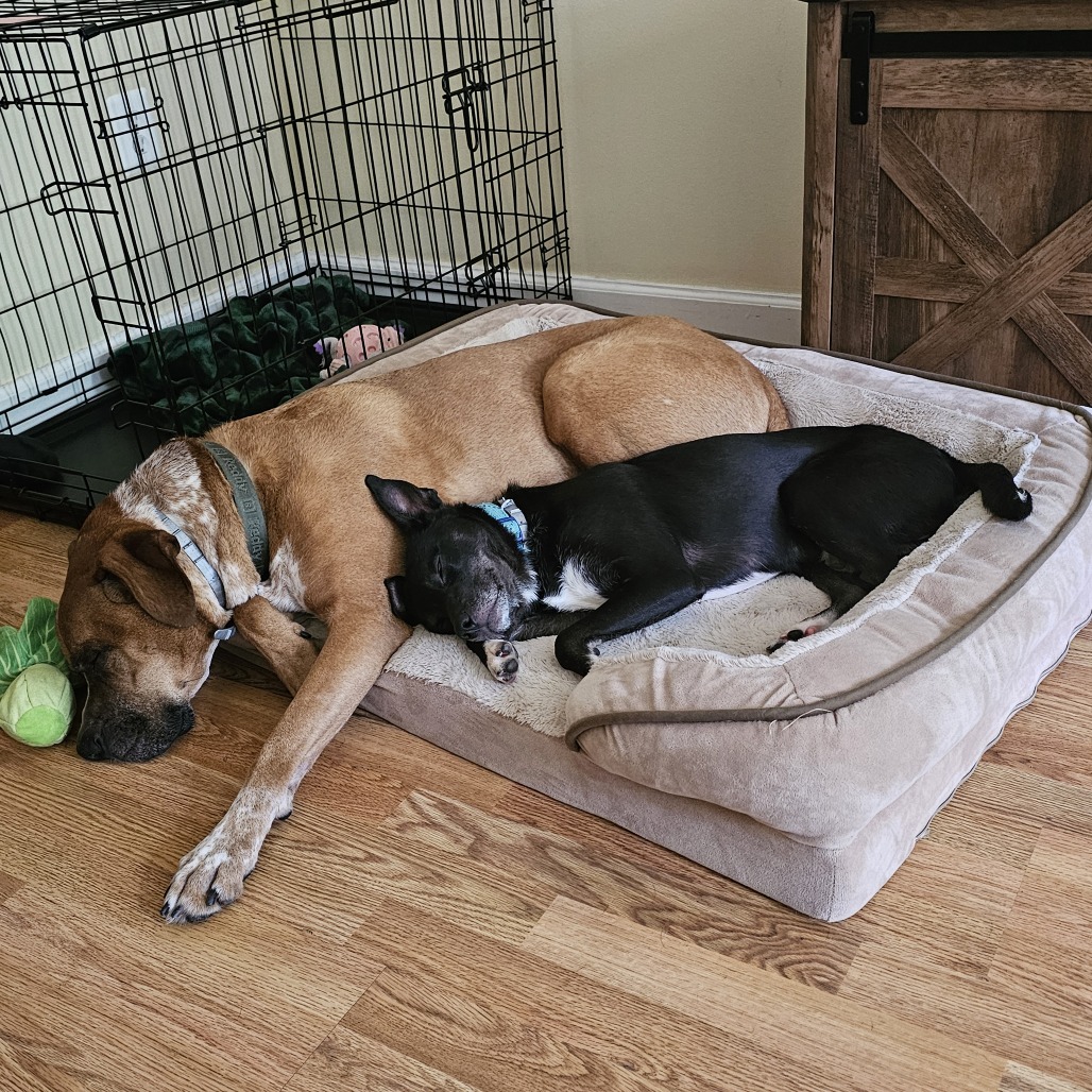 Jackson — thumbnail 2