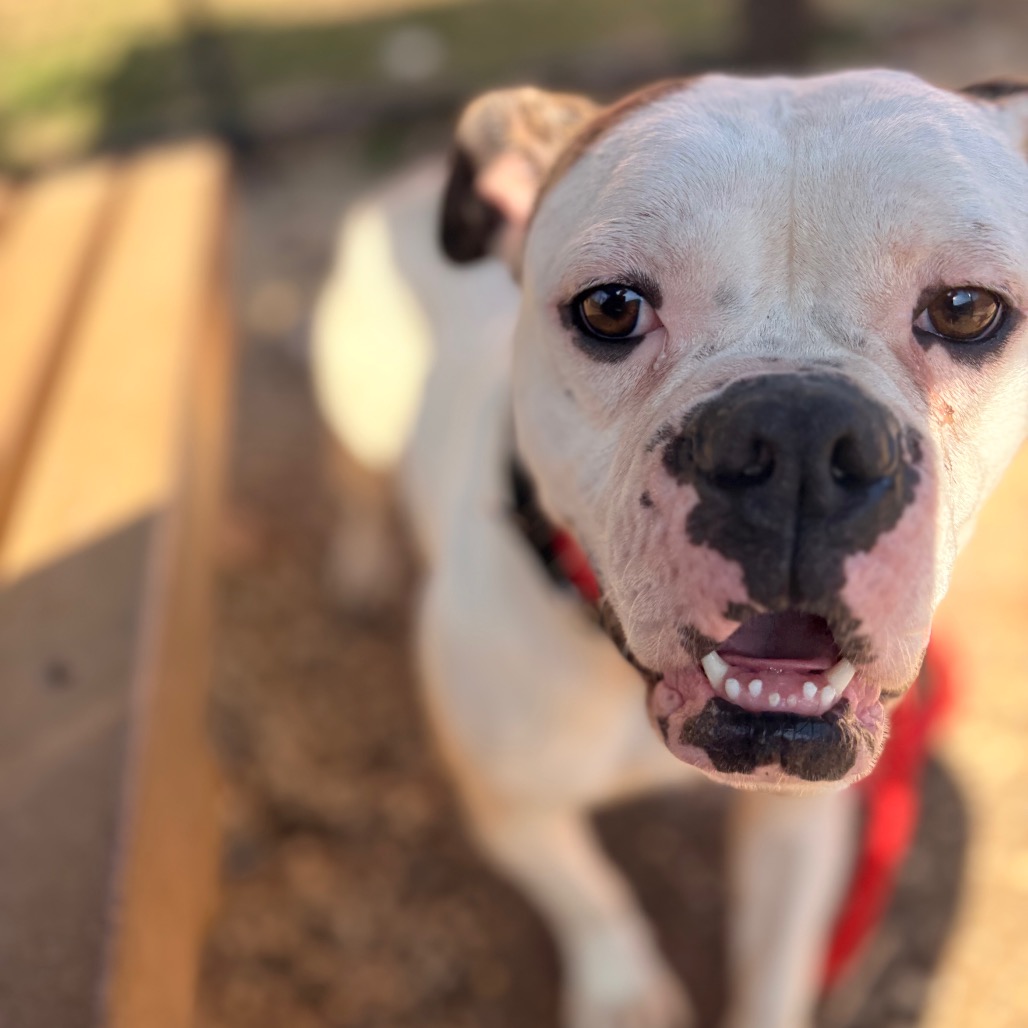 Devin — thumbnail 3