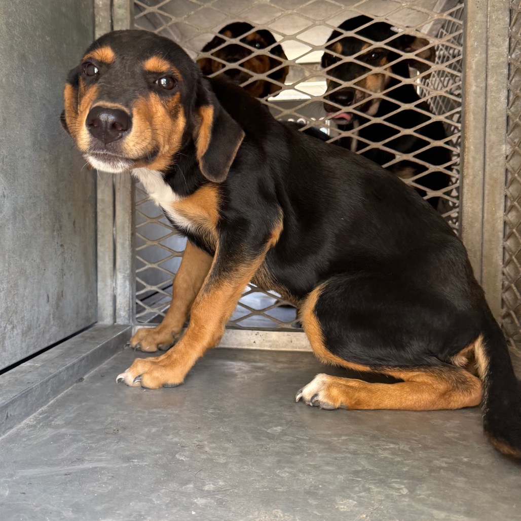 PINGUINO - Shepherd available for adoption