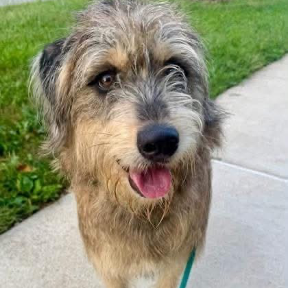 POLO - Terrier / Mixed Breed (Medium) available for adoption