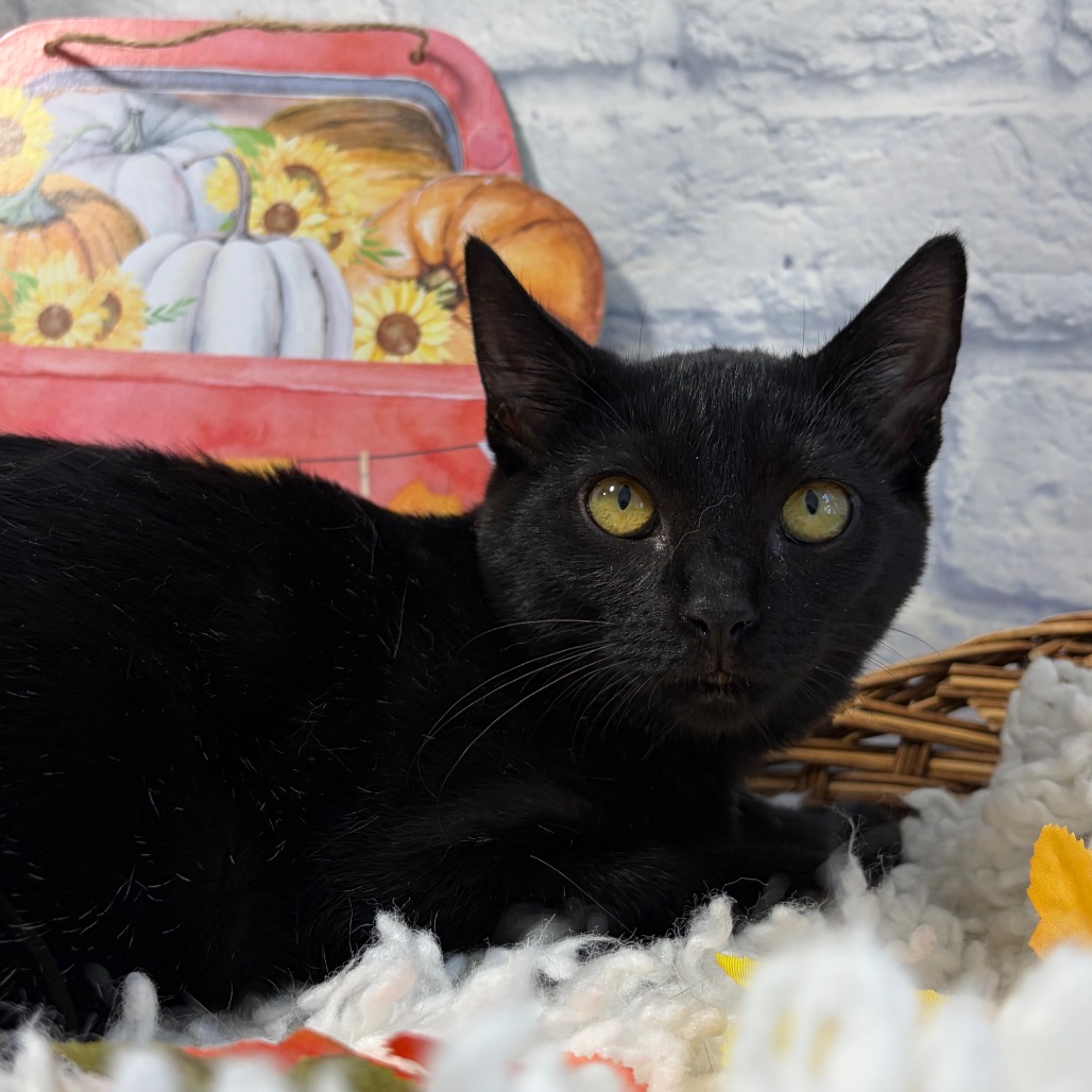 Onyx, photo 4