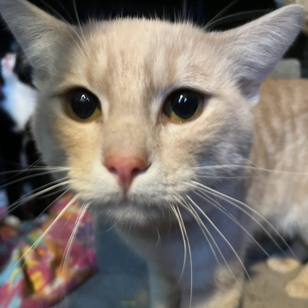 BLONDEE - Domestic Shorthair available for adoption