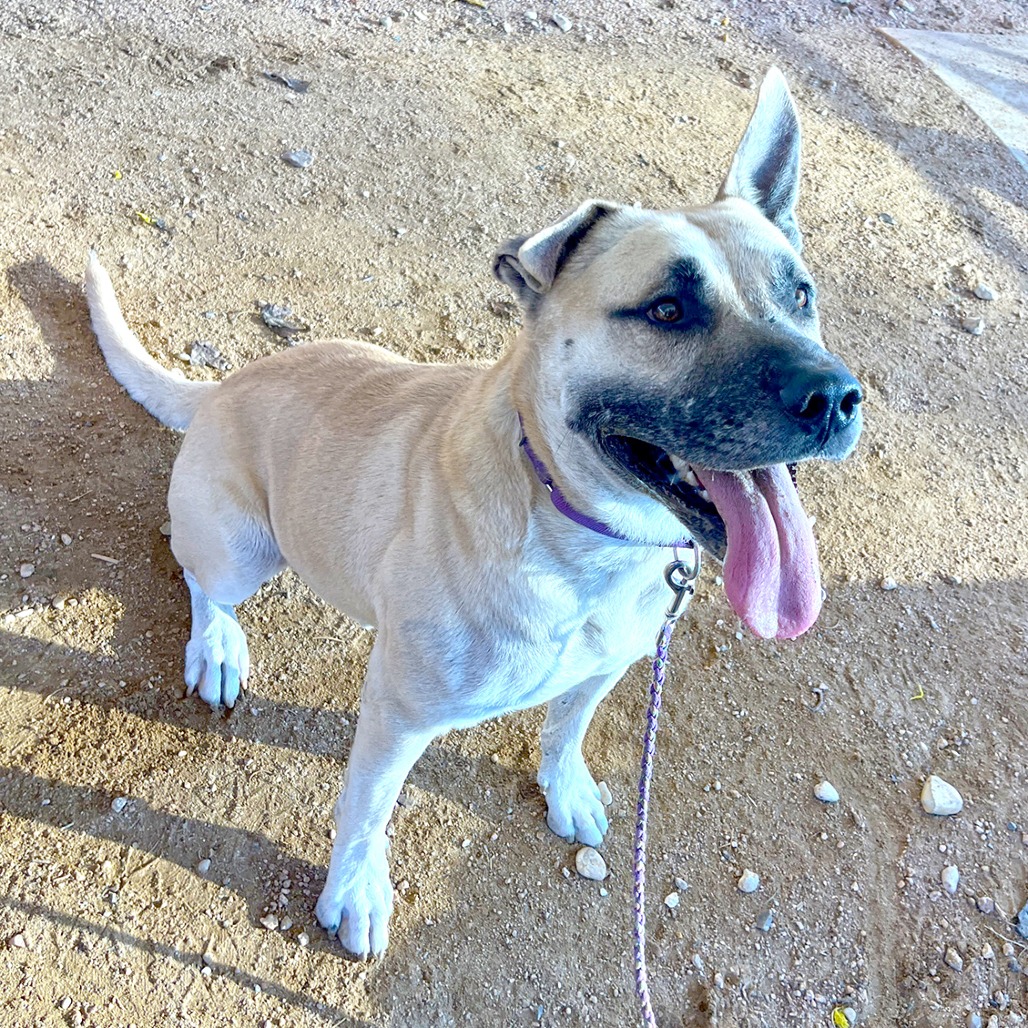 Neko — thumbnail 10