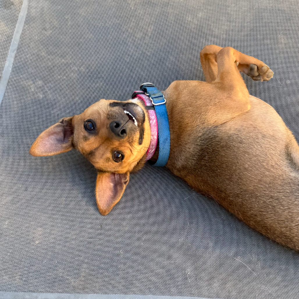 Honey, photo 26