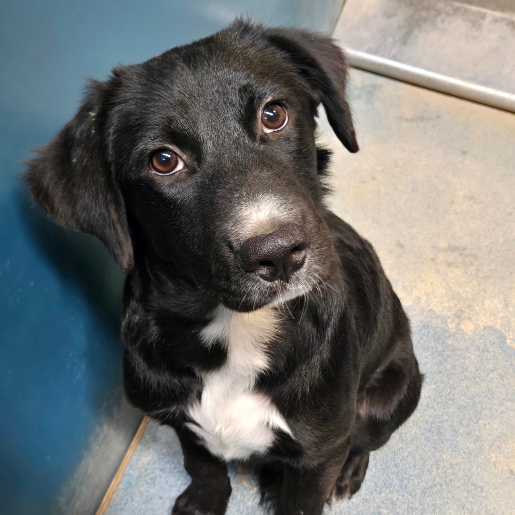 HAIRY - Shepherd / Mix available for adoption