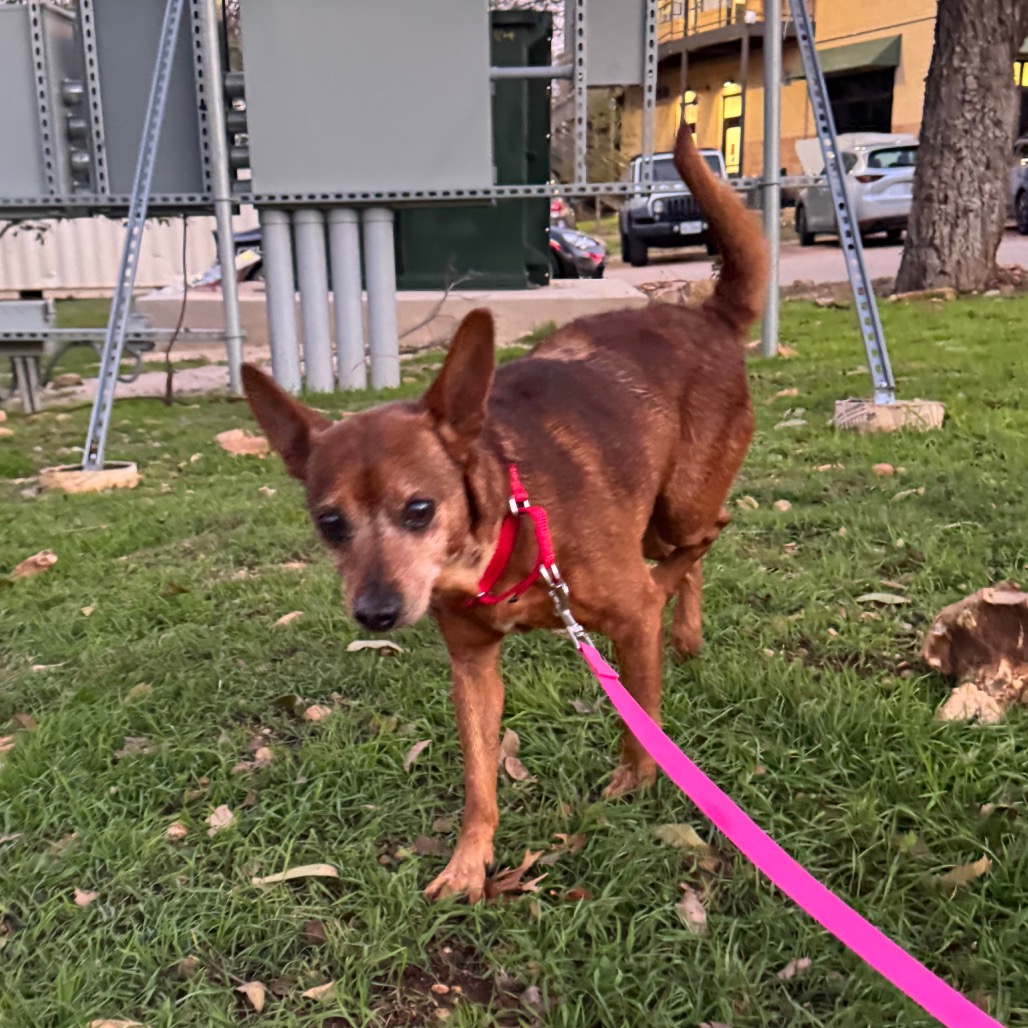 Smokey the Bear — thumbnail 6