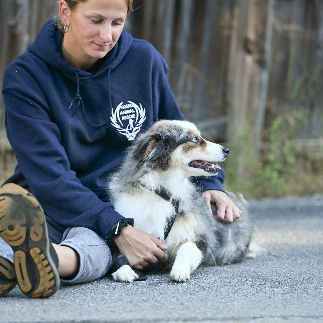 Coco - Phoenix Animal Rescue