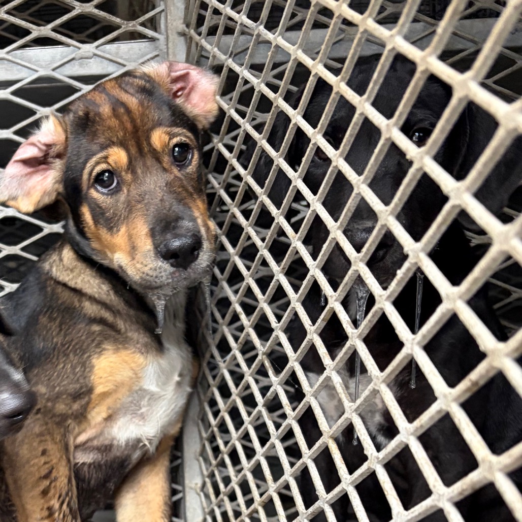 EACS-STRAY-199566 - Retriever, Labrador / Shepherd available for adoption