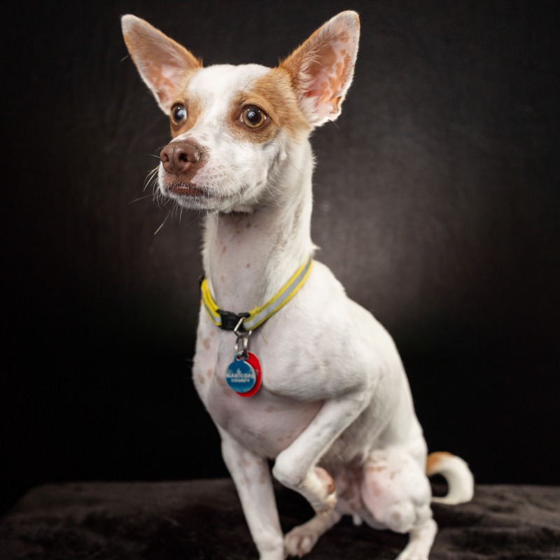 Chico