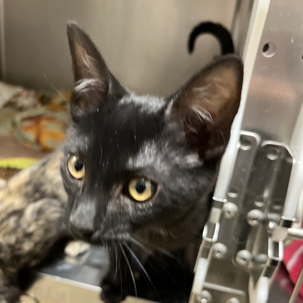 KILO - Domestic Shorthair available for adoption