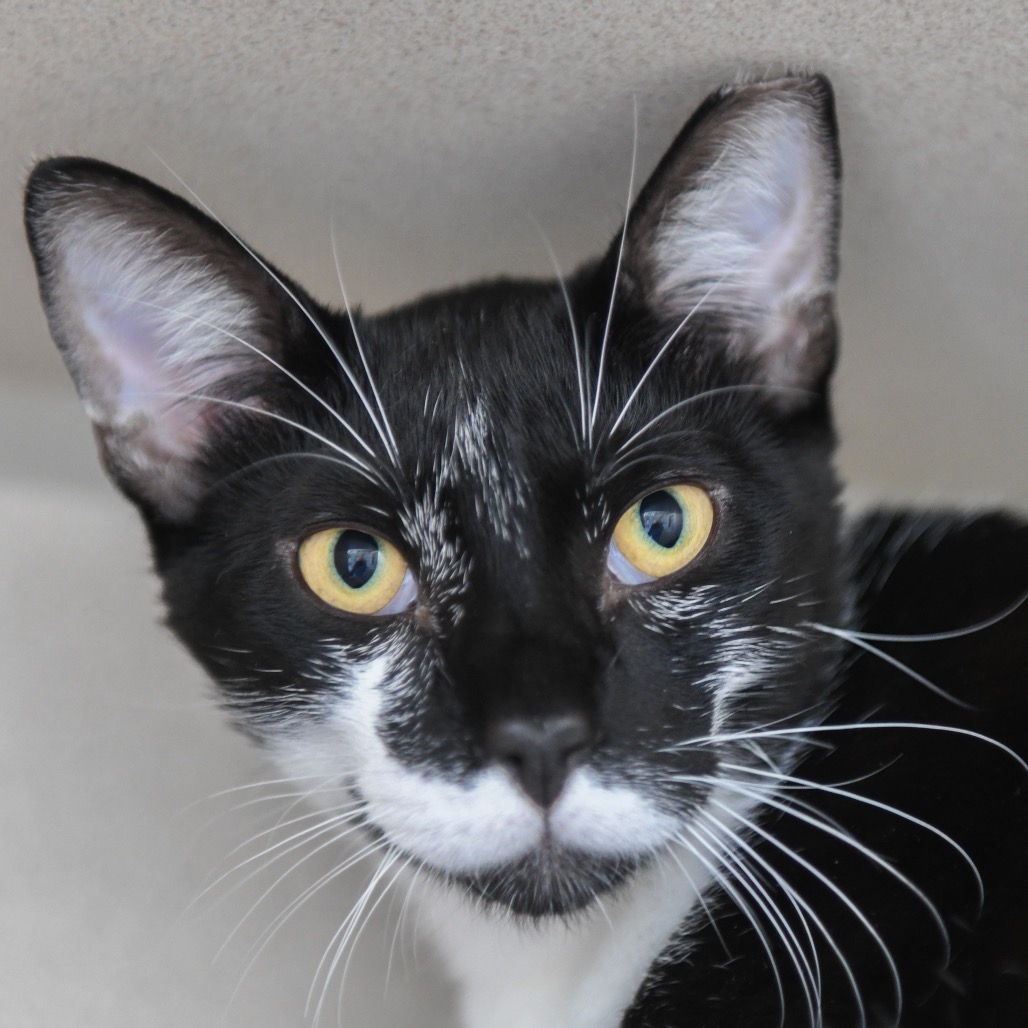 Alex - Domestic Shorthair