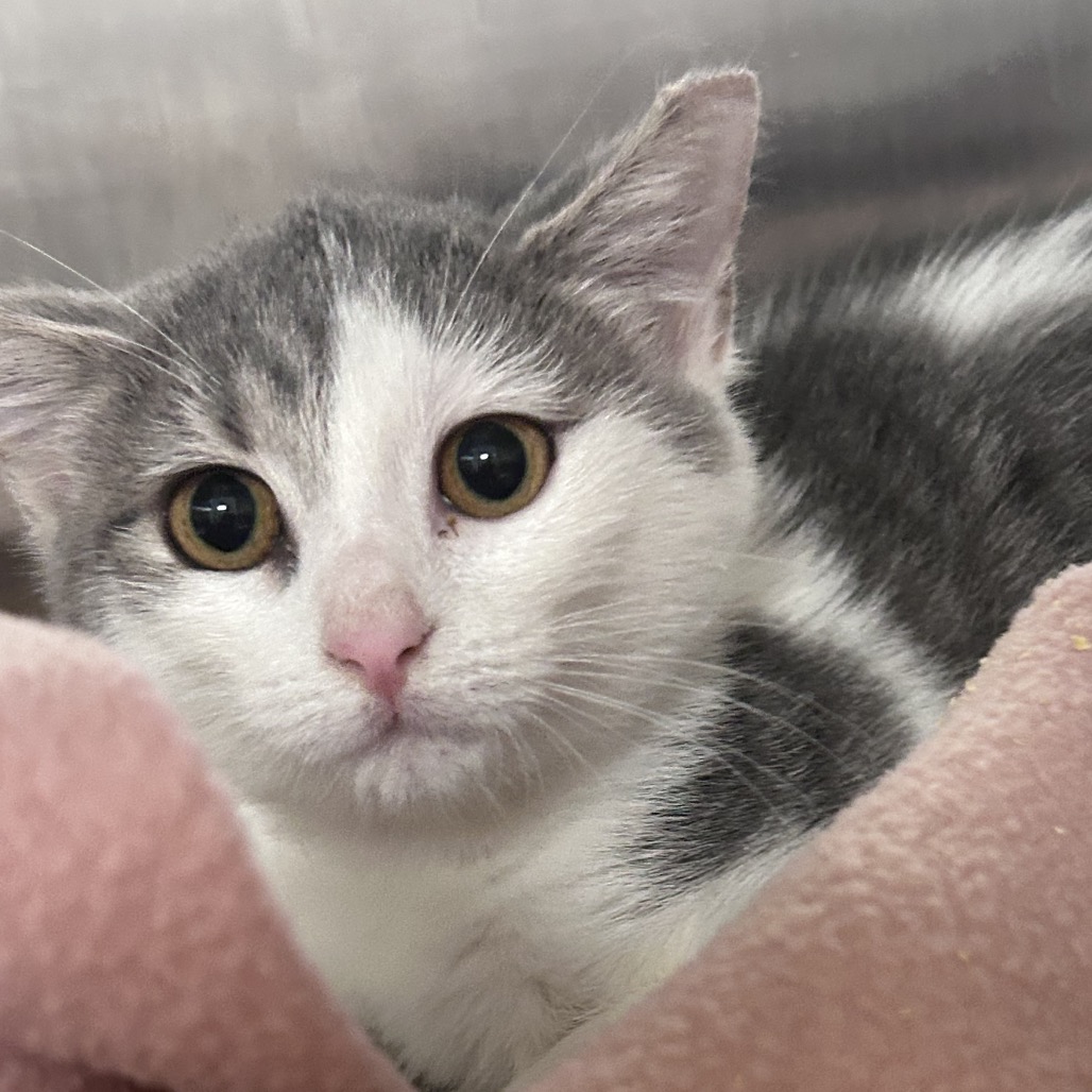Photo of Flower, available for adoption at PVAS