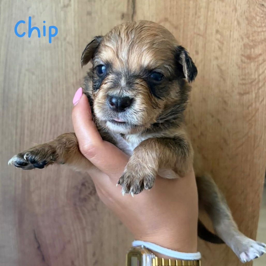 CHIP - Spaniel / Mix available for adoption