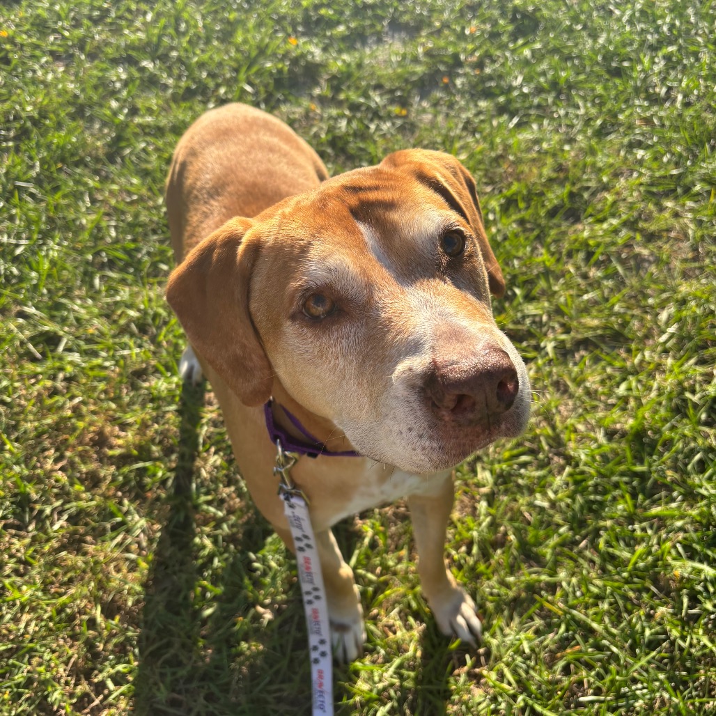 CLOVER - Mixed Breed (Large) available for adoption