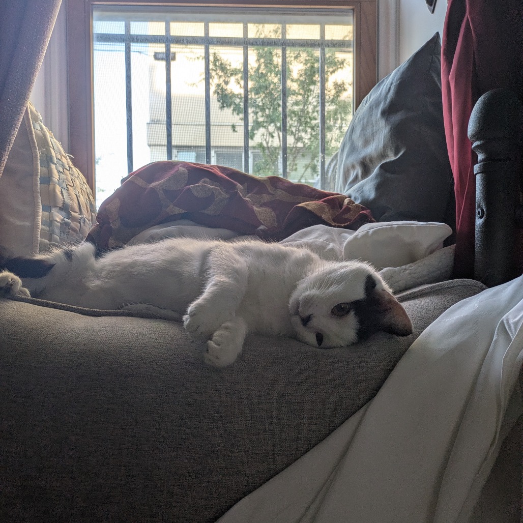 Beebop, photo 6