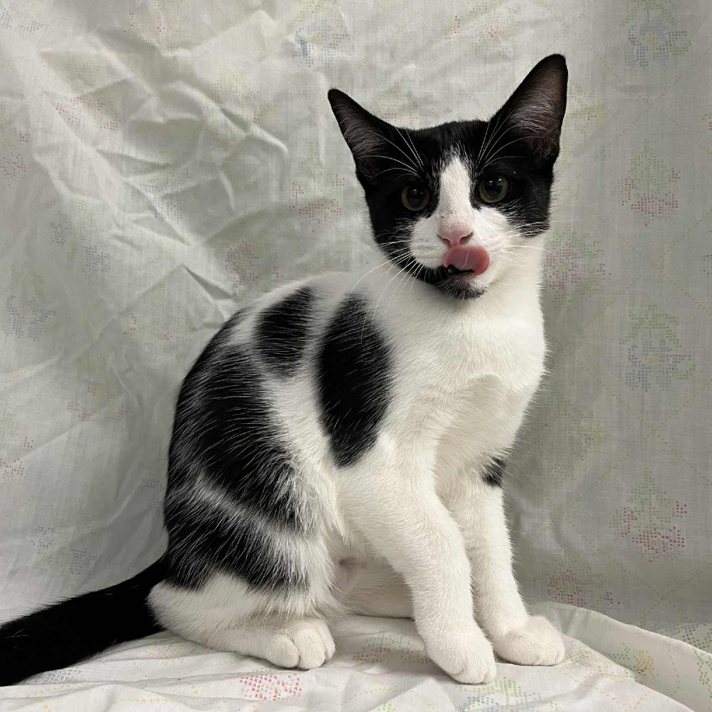 Brie — thumbnail 4