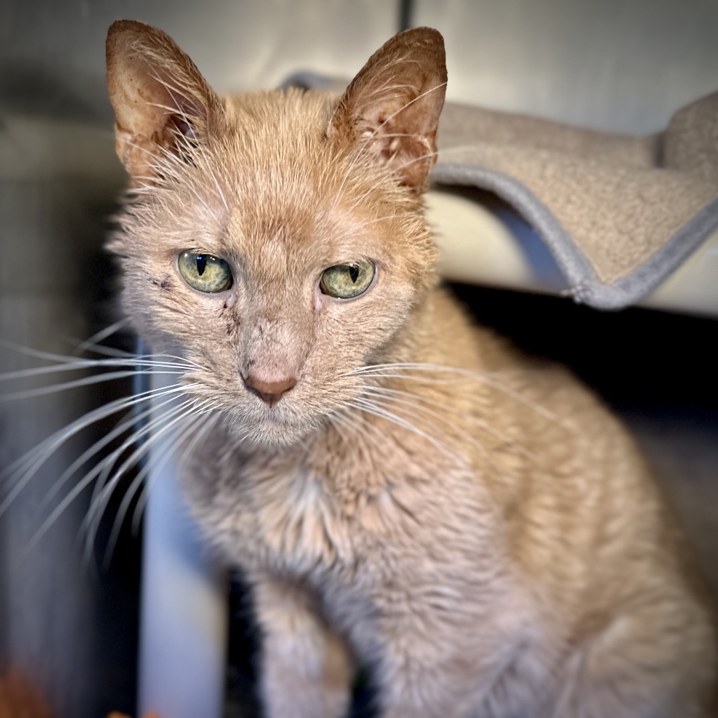 Mozart — thumbnail 3