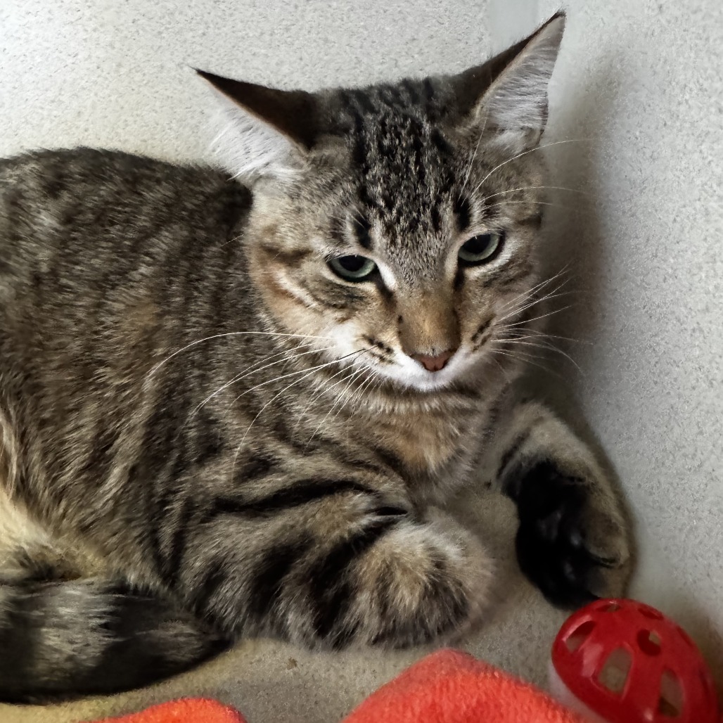 Trevor - Domestic Shorthair