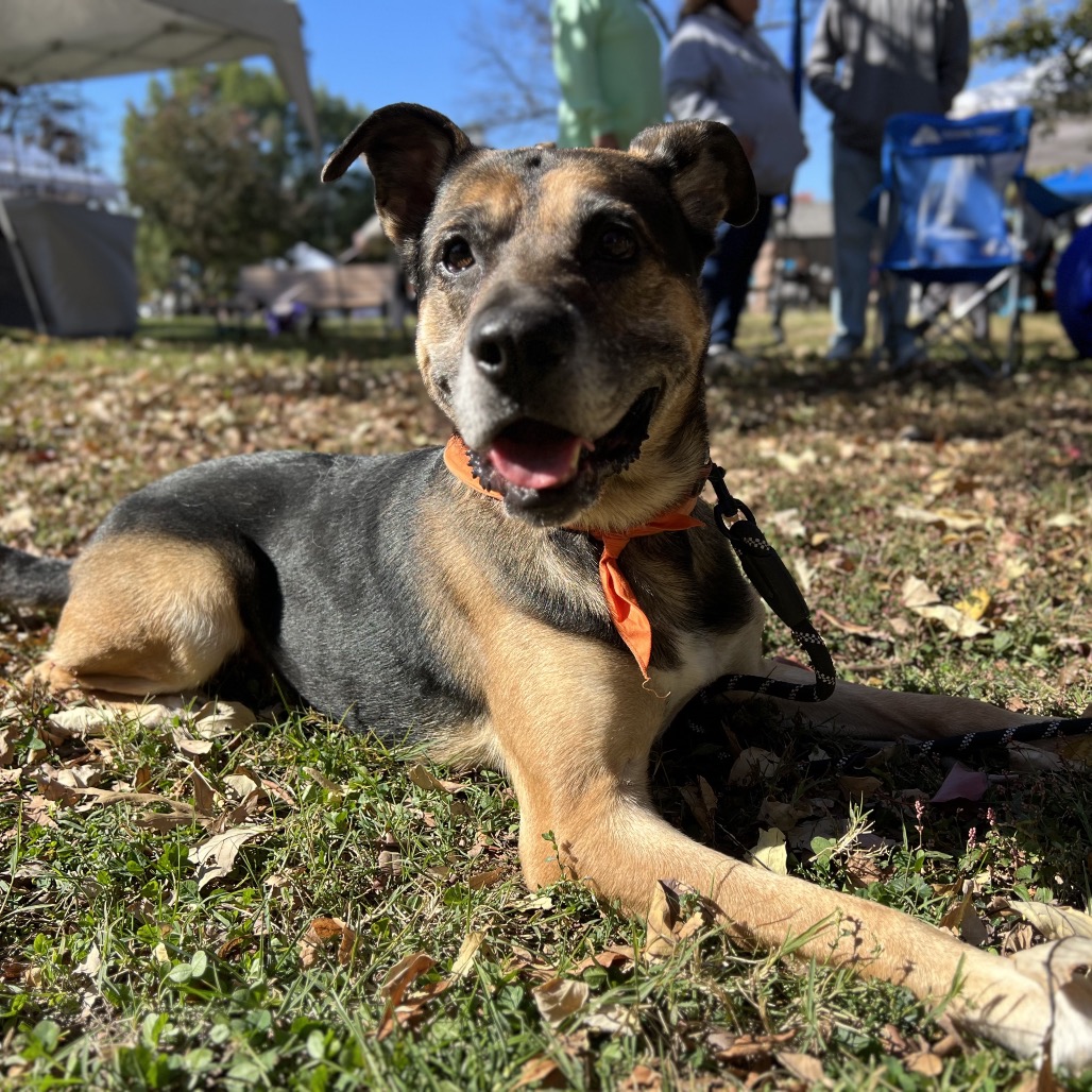 Ranger, photo 17
