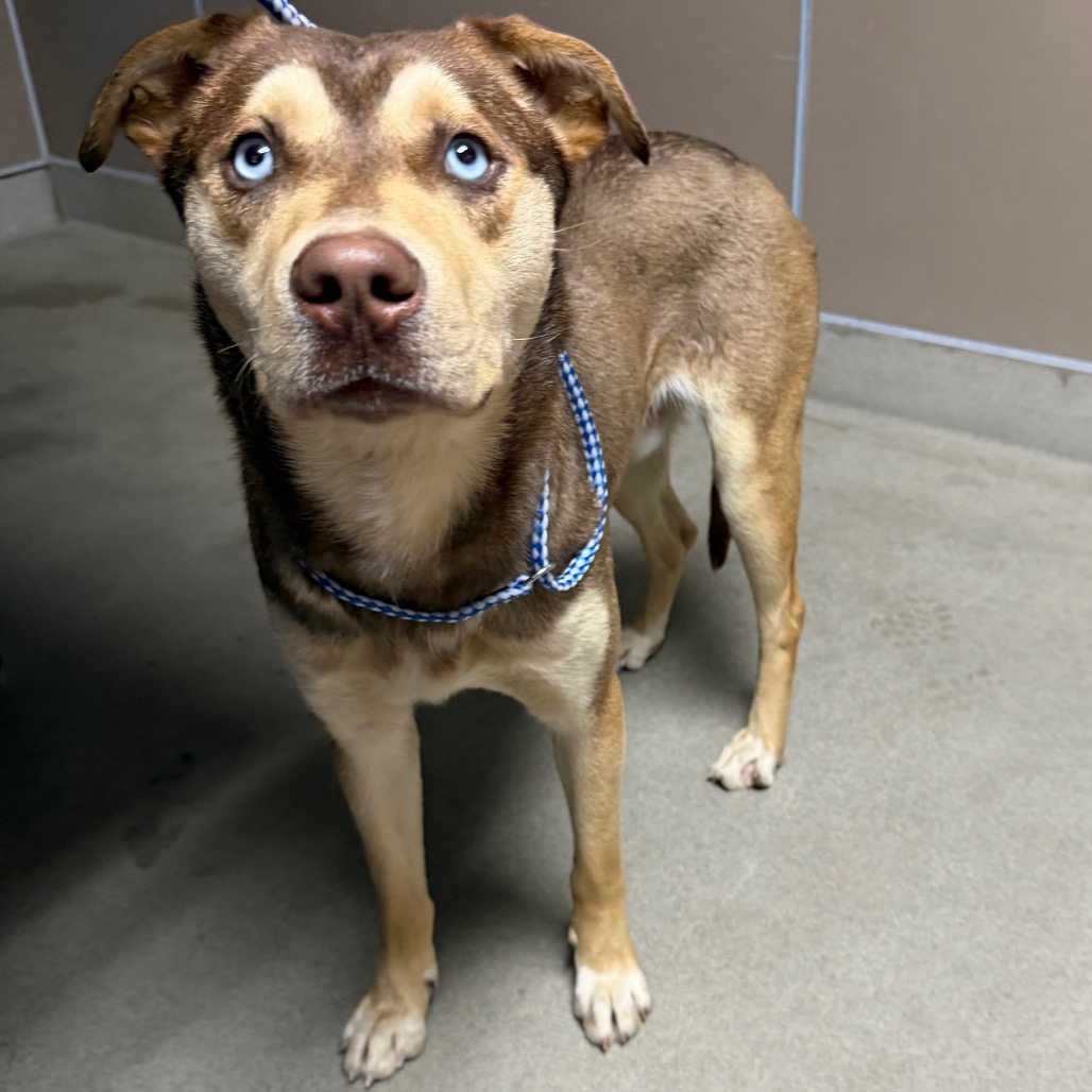 Kennel#19 Luca's preview photo