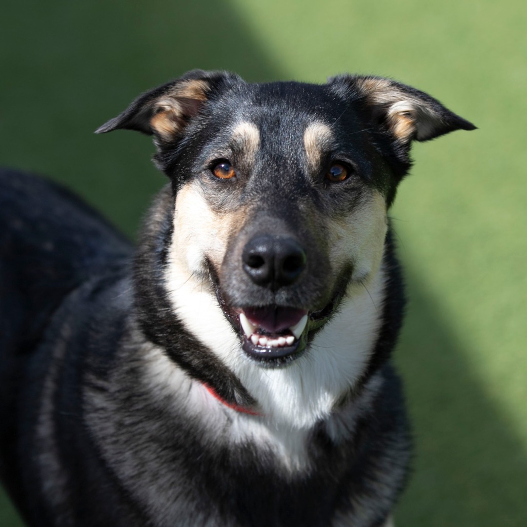 STAR FKA BUTTERSCOTCH (JA24-35) - Shepherd, German / Mix for adoption in Colorado Springs