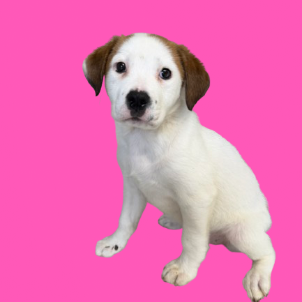 Tusc Stray 83174 2 3