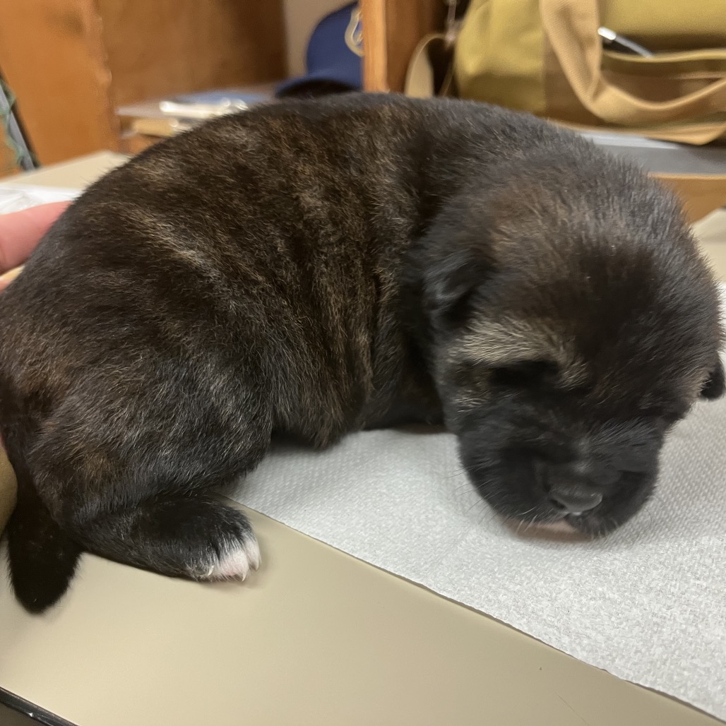 NINA N2 - Shepherd available for adoption