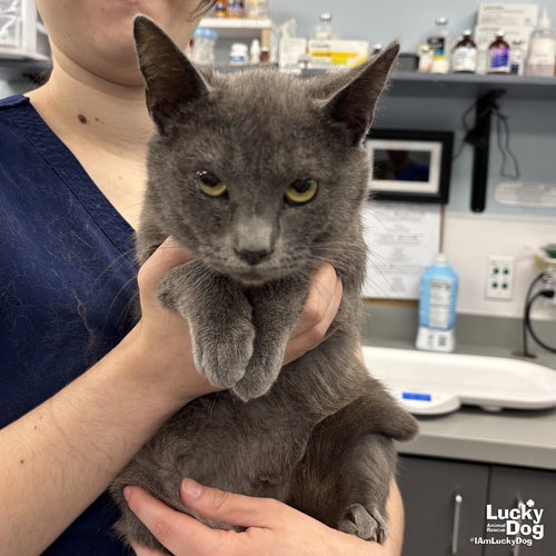 RIGATONI - Domestic Shorthair available for adoption