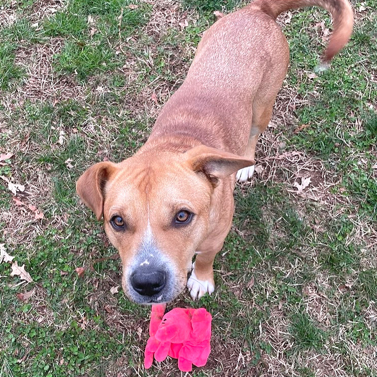 Tralalero Tralala (or Henry) — thumbnail 10