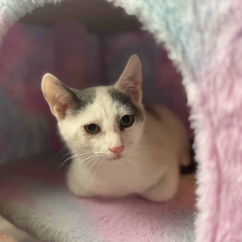 HENRY - Domestic Shorthair available for adoption
