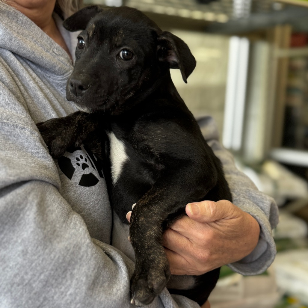 NY Erika Apr 26 (JV Mall Spring Fest)