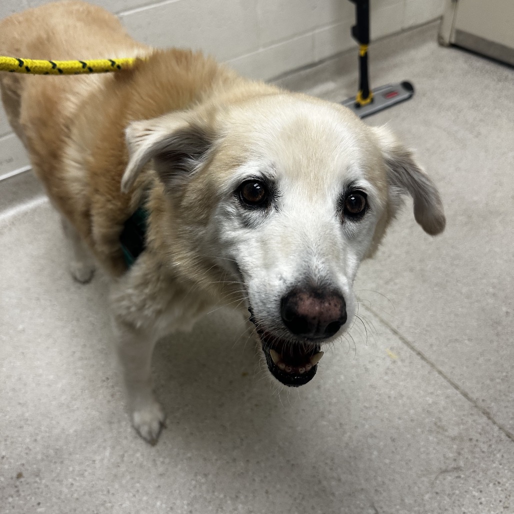 Charley, adoptable senior Mixed Breed (Medium)