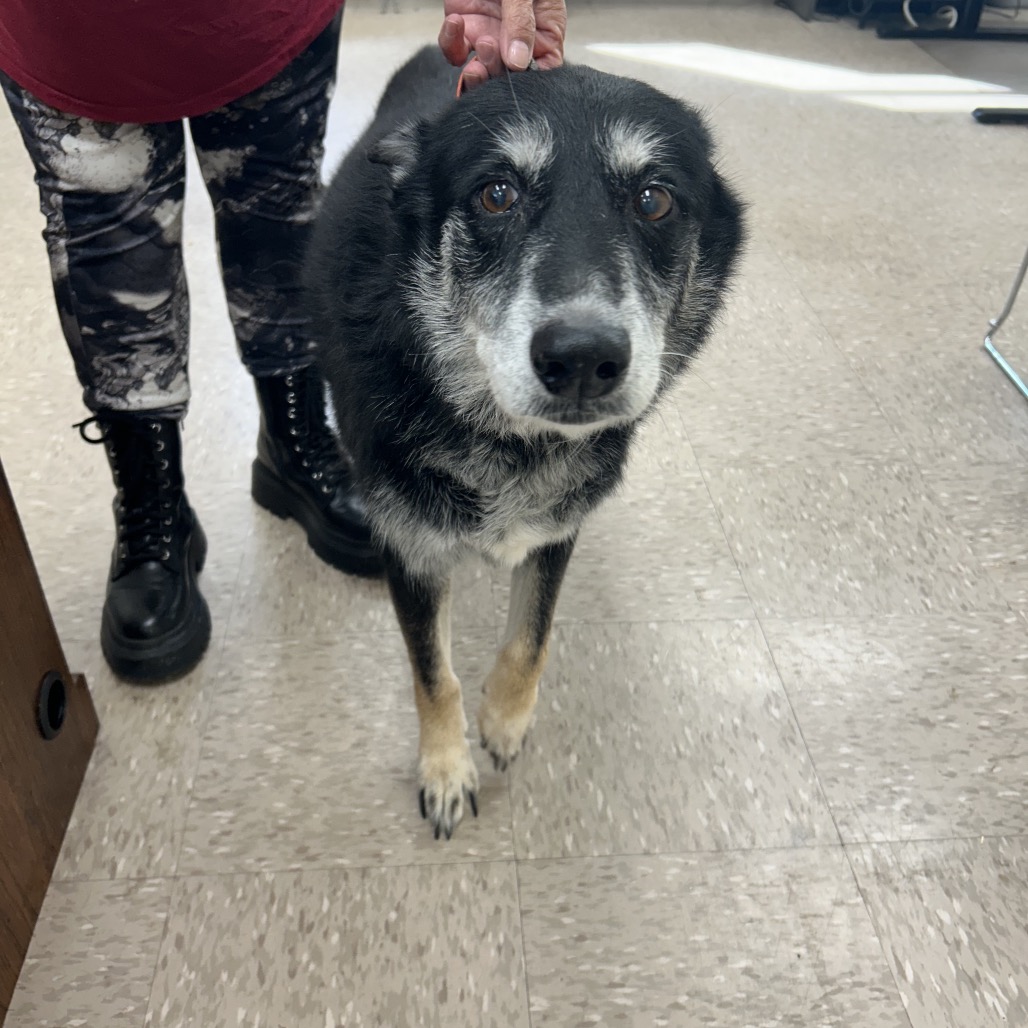 OL LADY - Collie, Border / Mix available for adoption