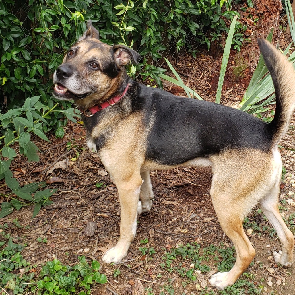 Ranger, photo 13