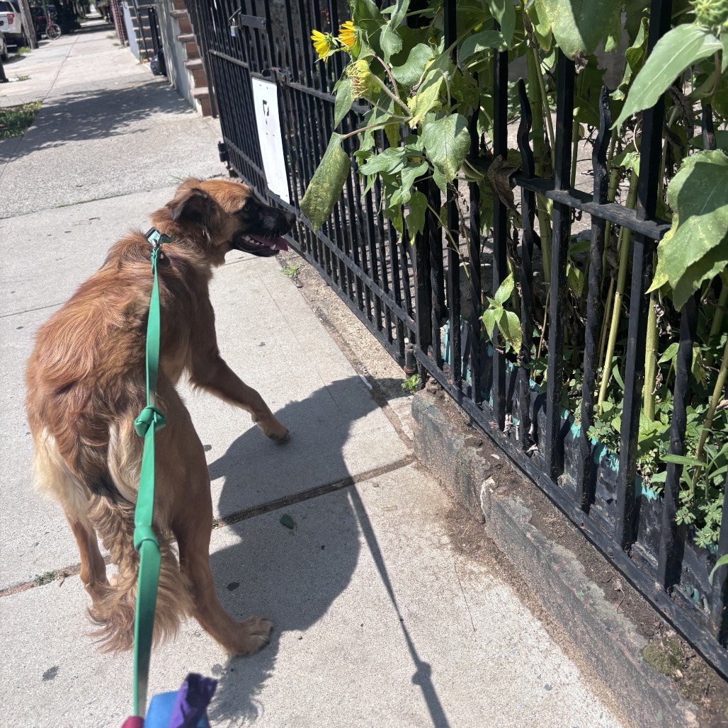 Nashua - FOSTER OR ADOPTER NEEDED