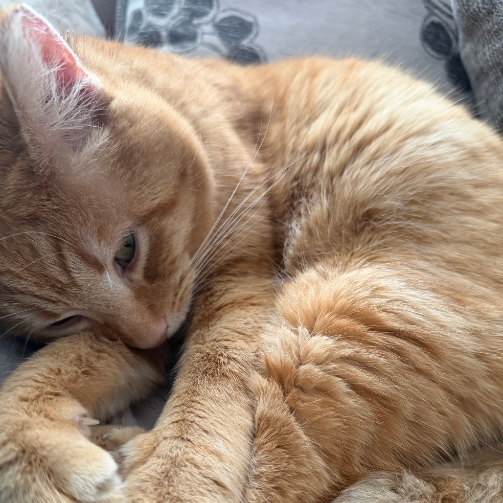 Silas — thumbnail 5