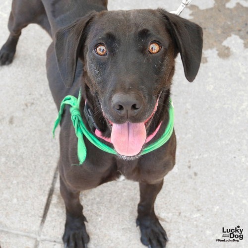 PENNY - Retriever, Black Labrador / Mix available for adoption
