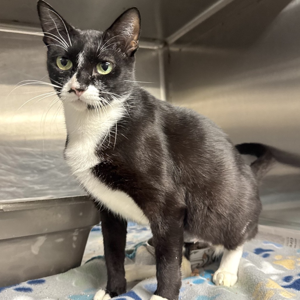 GREEN PEA - Domestic Shorthair for adoption in Beaumont
