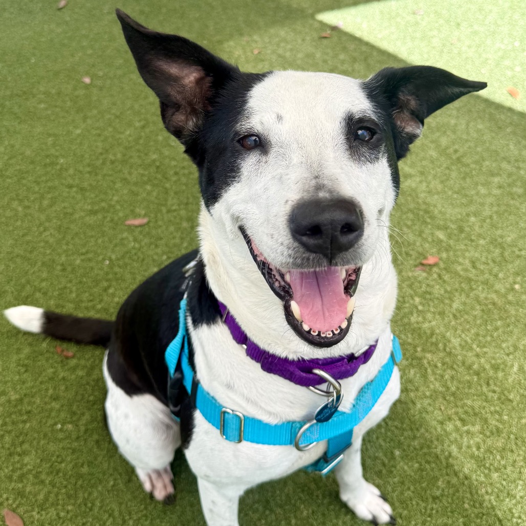LOLA - Terrier available for adoption