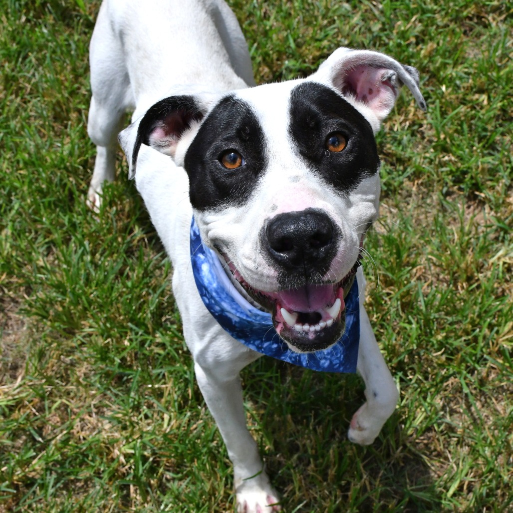 WALTER - Terrier / Pit Bull for adoption in Beaumont