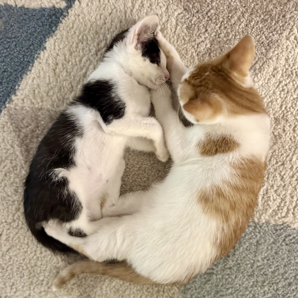 Vanilla, photo 7
