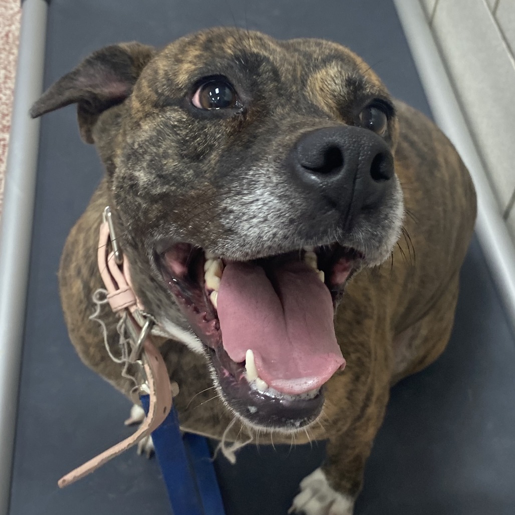 WILLOW - Terrier, American Pit Bull / Mix available for adoption