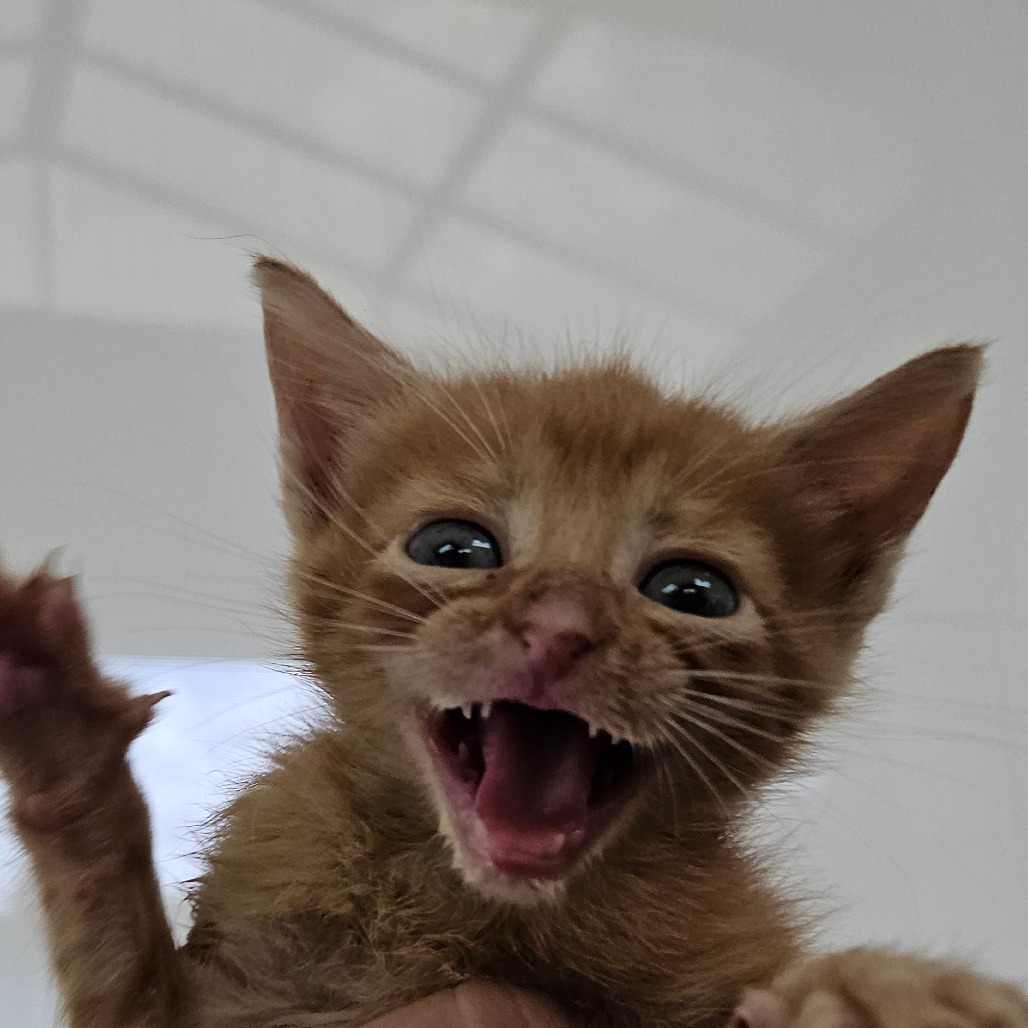 Photo of Bowie, a cat adopted from Gulf Coast Humane Society