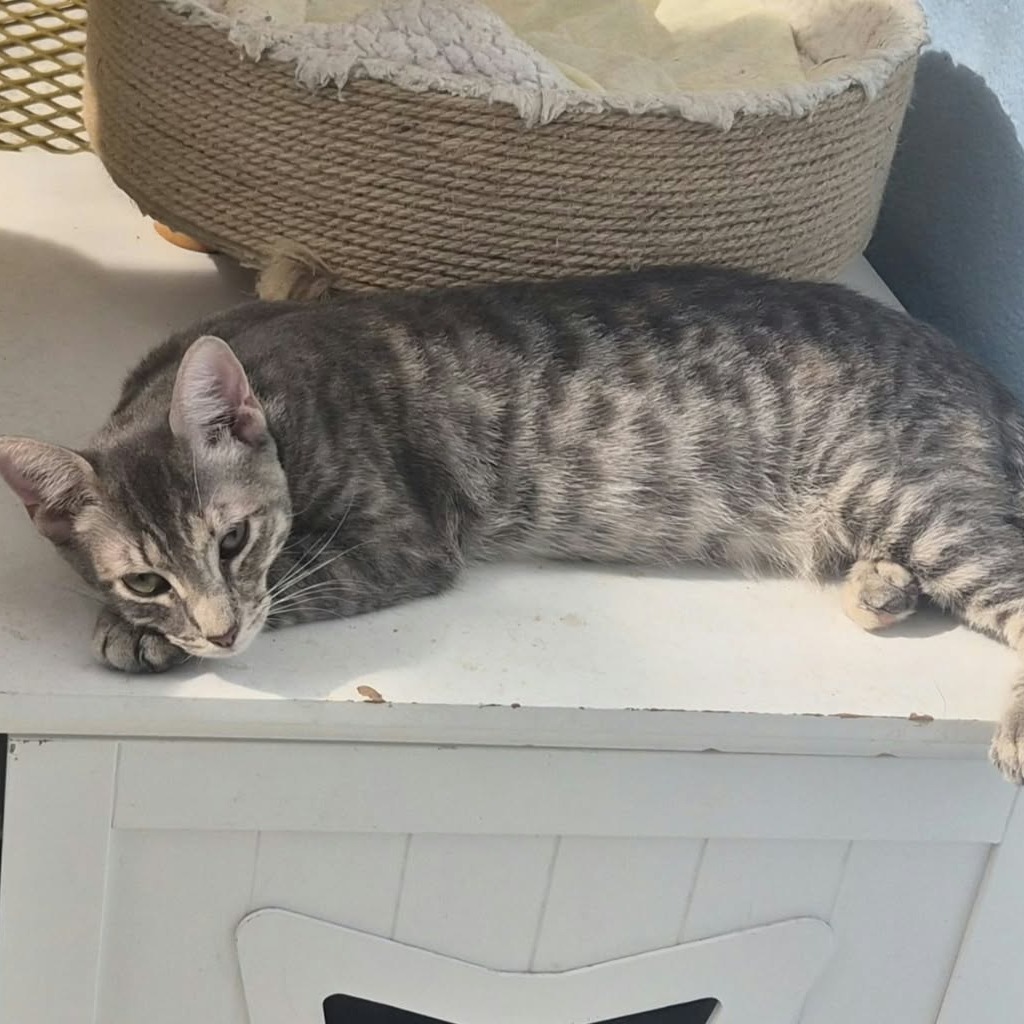 JOANSEY - Domestic Shorthair available for adoption
