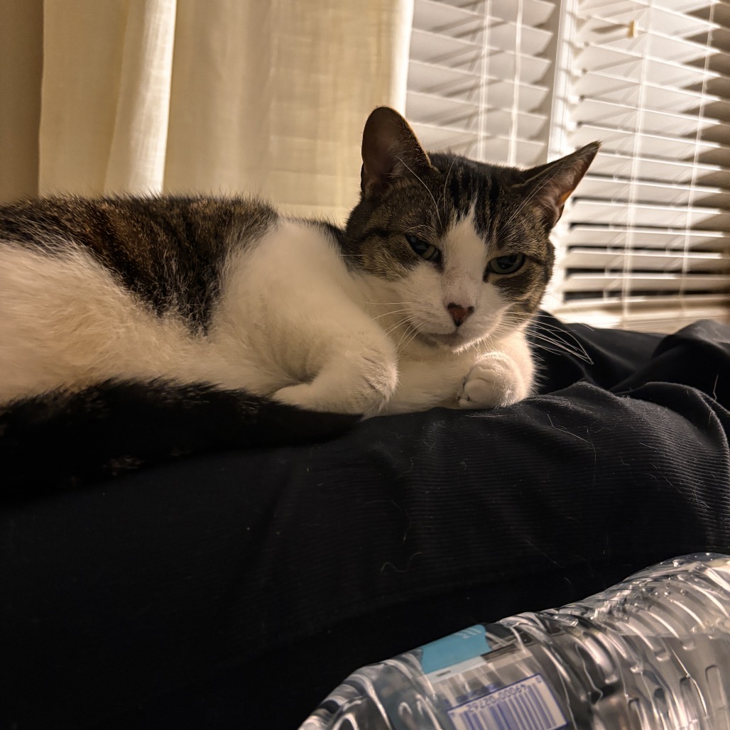 Nala, photo 5
