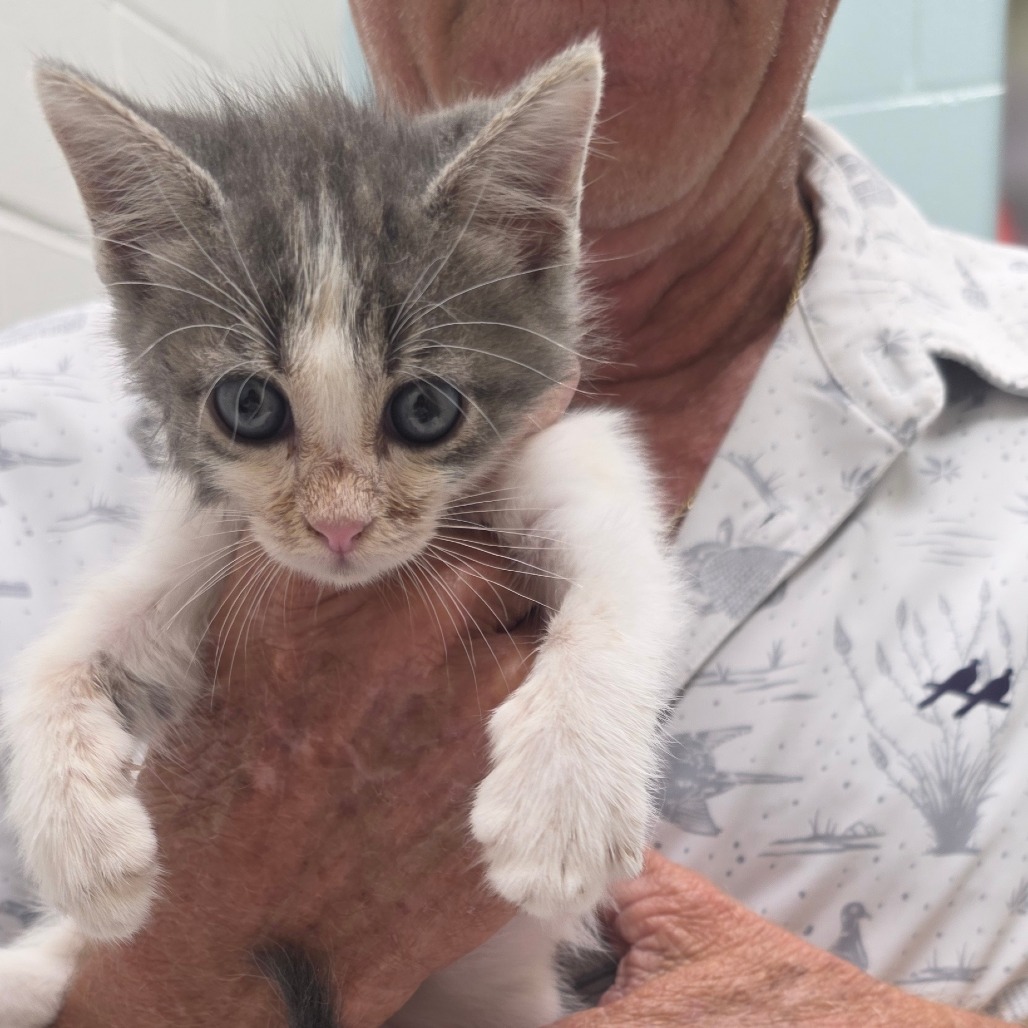 BUZZ LIGHTYEAR - Domestic Medium Hair available for adoption