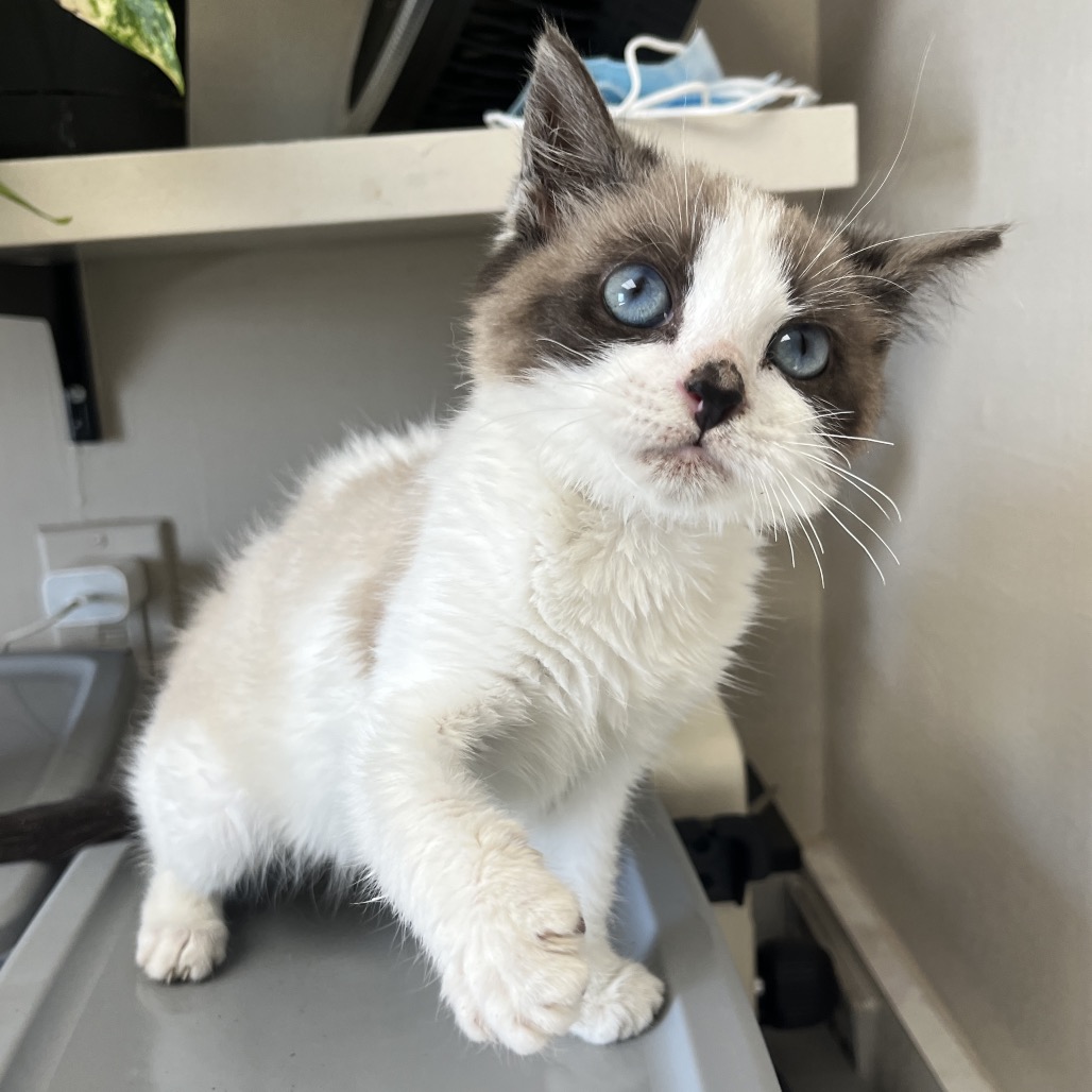 Tusc Stray 82254