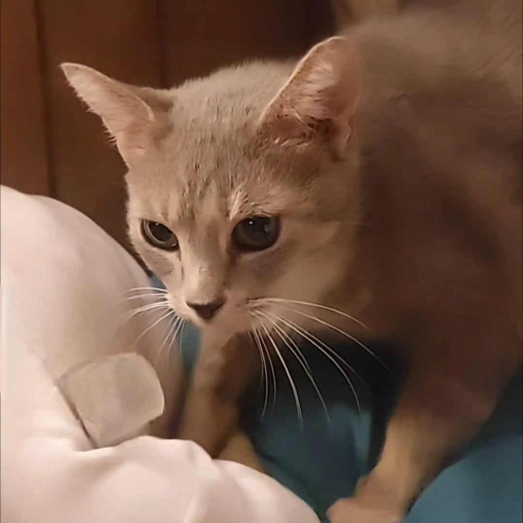 Free Sample — thumbnail 6