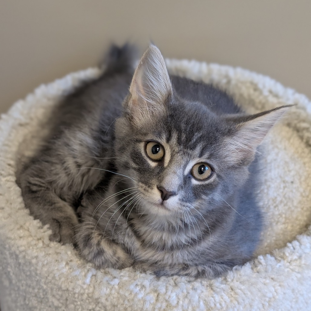 NEVILLE - Domestic Medium Hair available for adoption